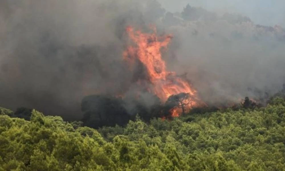 Πυρκαγιά σε δασική έκταση στην Εύβοια